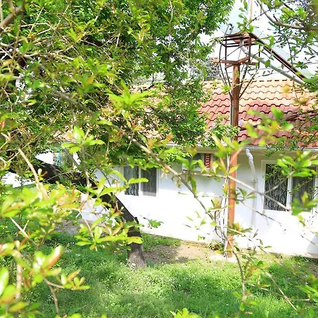 Zeytin Cirali